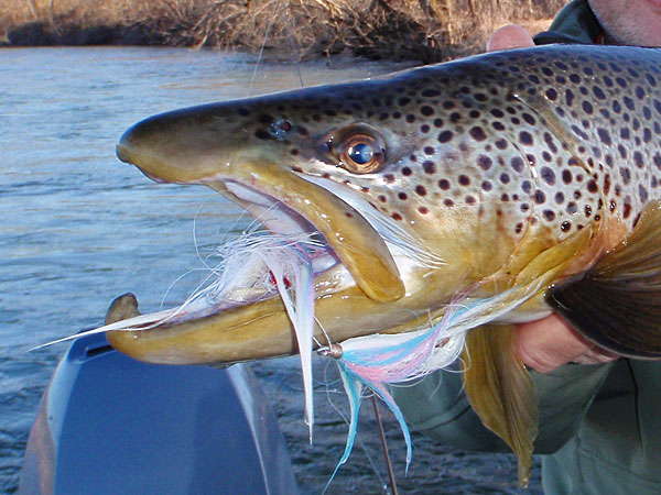 Brown_Trout_Articulated_Streamer