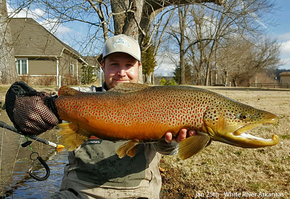 Red_Spotted_Brown_Trout