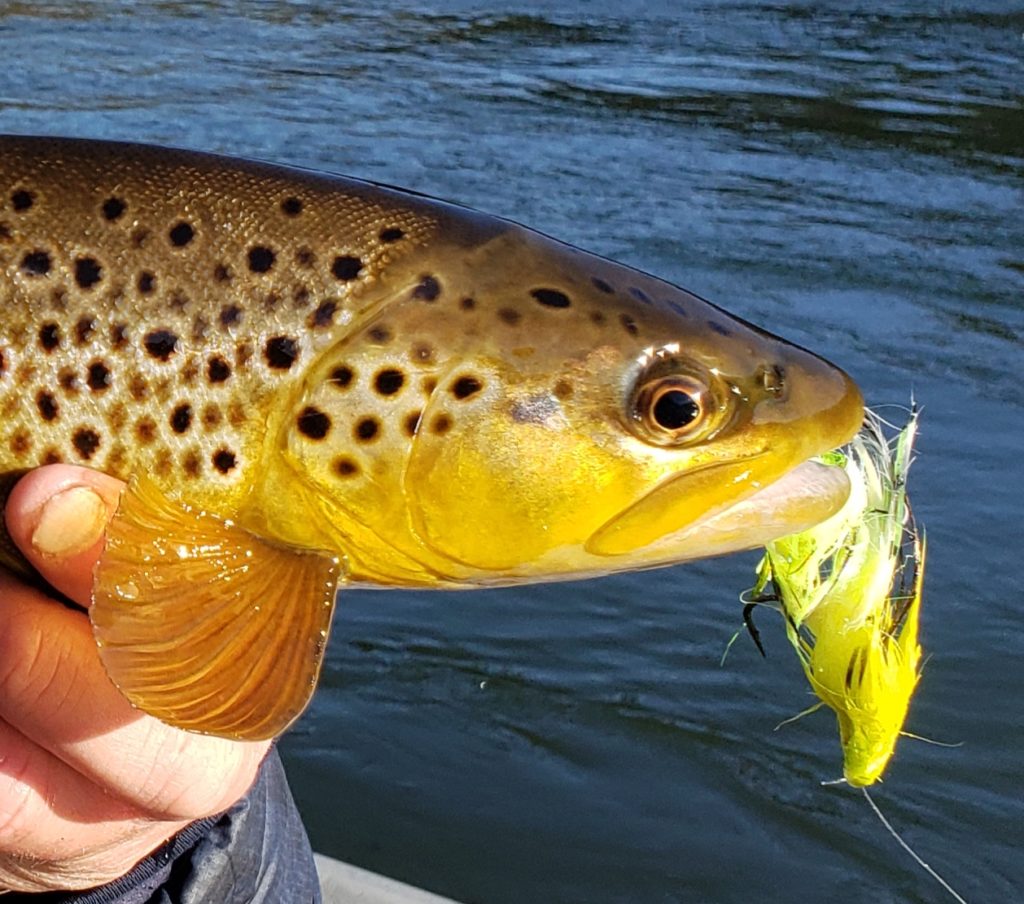 Streamer Fishing & Lots Of Rain - White River Arkansas Guided Fly ...