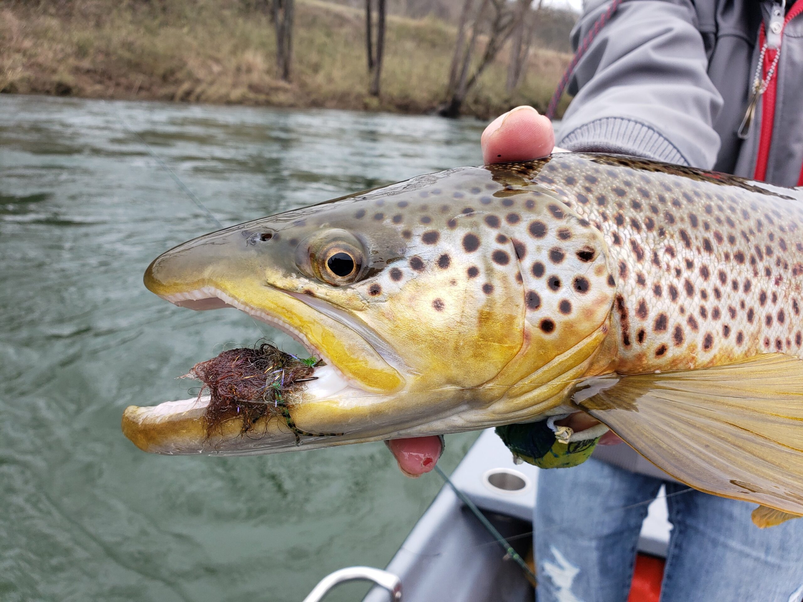 Say No To Bobbers - It's Streamer Time & The Hunt For Big Browns! - White  River Arkansas Guided Fly Fishing Float Trips
